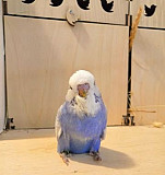 Выставочные волнистые попугаи Казань