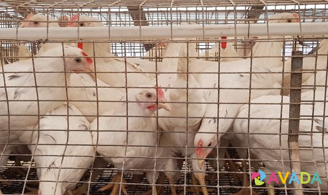 цыплята на птицефабрике в любани. брама виандот. цыплята леггорн. куры волгоград. куры волгоград.