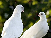 Молодые голуби Калуга