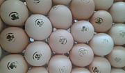 Инкуб.Яйцо Бройлера Кобб-500(Чехия) на 26 Сентября Уфа