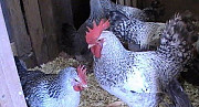 Инкубационное яйцо, цыплята марана Кропоткин