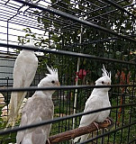 Птенцы попугая безщекой кореллы Москва
