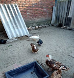 Утки шипуна (индоутка) Апшеронск