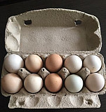 Инкубационные яйца Москва