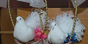 Пара белых почтовых голубей на свадьбу Балабаново