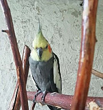 Попугай корелла самец Тула