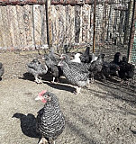 Цыплят лучших яйценосов и мясояичных пород Волгодонск