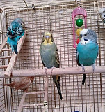 Волнистые попугаи Пушкино
