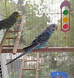 Волнистые попугаи Пушкино