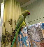 Ожереловый попугай Тверь