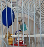 Волнистый попугай Среднеуральск