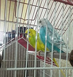 Продам двух попугайчиков неразлучников вместе с кл Иркутск