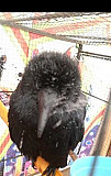 Чёрный ворон Махачкала