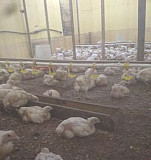 Подрощенные цыплята курочки бройлер в наличии Федоровское