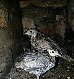 Охотничий фазан(цыплята) Новосибирск