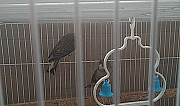 2 кенора и2 самки конорейки спарованые Александровское