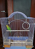 Продам волнистого попугая с клеткой Углич