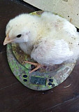 Цыплята бройлера чехия на 15 сентября Брянск