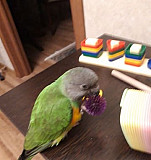 Птенец сенегалького попугая Кемерово