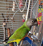 Птенец сенегалького попугая Кемерово