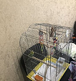 Волнистый попугайчик с клеткой Ноябрьск