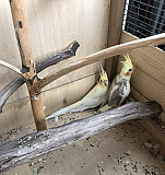 Попугай Балашиха