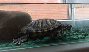 Аквариумная черепаха с аквариумом Орловский