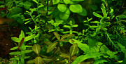 Растения для аквариума Малоярославец