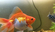 Золотая рыбка Пестрецы