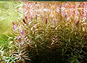 Аквариумные рыбки и растения Калуга