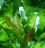 Аквариумные растения и рыбы Севастополь