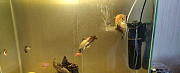 Украшение для аквариума Стерлитамак