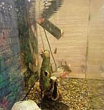 Аквариум с рыбками Миасс