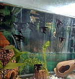 Скалярии,грот в аквариум Реж
