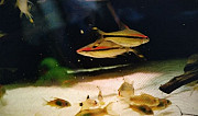 Рыба Южноамериканского биотопа Челябинск
