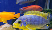 Продаю цветных мальков аквариумных рыбок Екатеринбург
