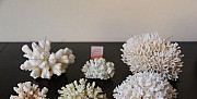 Морские кораллы Геленджик