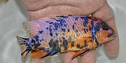Аквариумная рыба (Малави) Самара