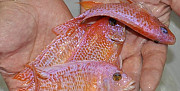Аквариумная рыба (Малави) Самара