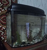 Аквариум с рыбками "гуппи" 30 литров Тольятти
