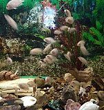 Рыбки аквариумные Маркс