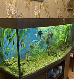 Продам аквариум с рыбами и оборудованием Сосногорск