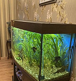 Продам аквариум с рыбами и оборудованием Сосногорск