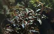 Буцефаландра (Bucephalandra) Чебоксары