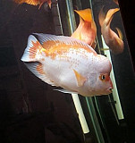 Рыба Чита