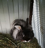 Кролик Барыш