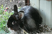 Кролик Барыш