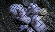 Кролики Клин