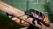 Мадагаскарские тараканы Пенза