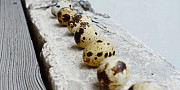 Продам перепелиные яйца Иваново